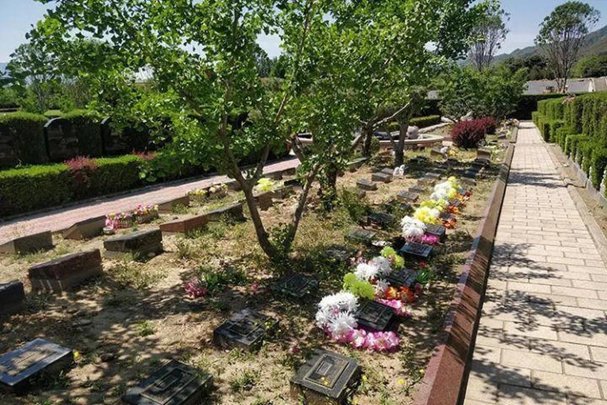 天津沧州植树葬