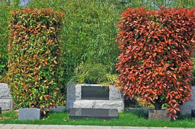 天津公墓植树葬