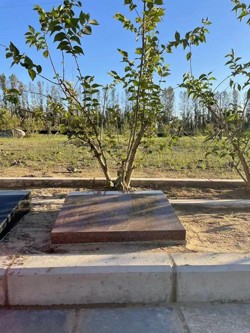 天津塘沽植树葬